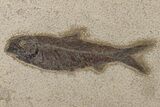 Two Large, Detailed Fossil Fish (Knightia) - Wyoming #163444-2